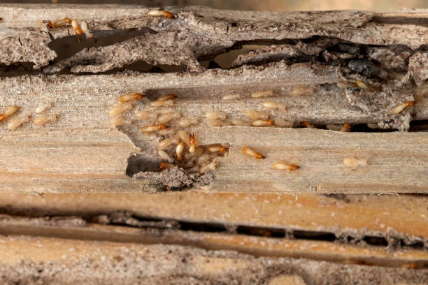 Best Wasp Removal Services  in Monroe, MI